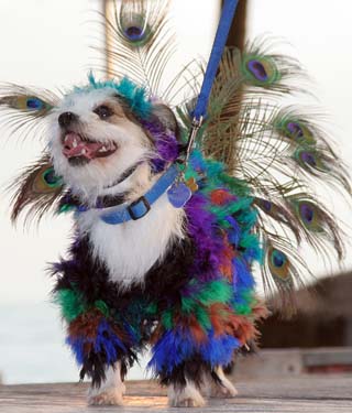 Pet Masquerade and Parade 2009 photo - Duval Street, Key West